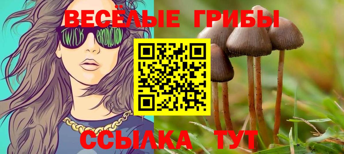 Галлюциногенные грибы Psilocybe  Вход с VPN  где можно купить наркотик  Котовск 