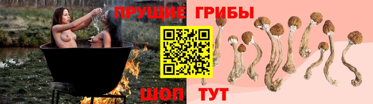 Галлюциногенные грибы Psilocybe Котовск